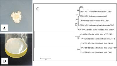 Biocontrol of citrus fungal pathogens by lipopeptides produced by Bacillus velezensis TZ01